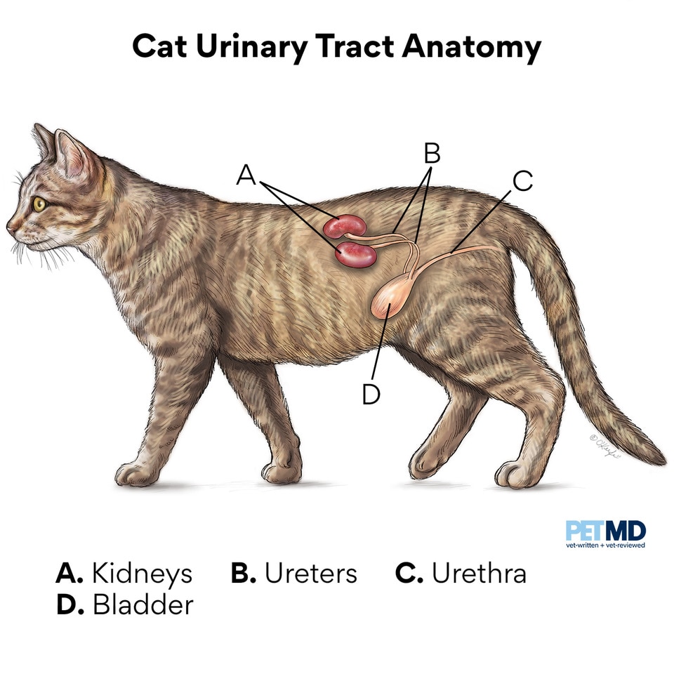 cat-bladder-infection-causes-nicol-bartels